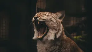 Ilves haigutab Tallinna loomaaia aedikus, näidates oma teravaid hambaid ja metsikut ilmet.