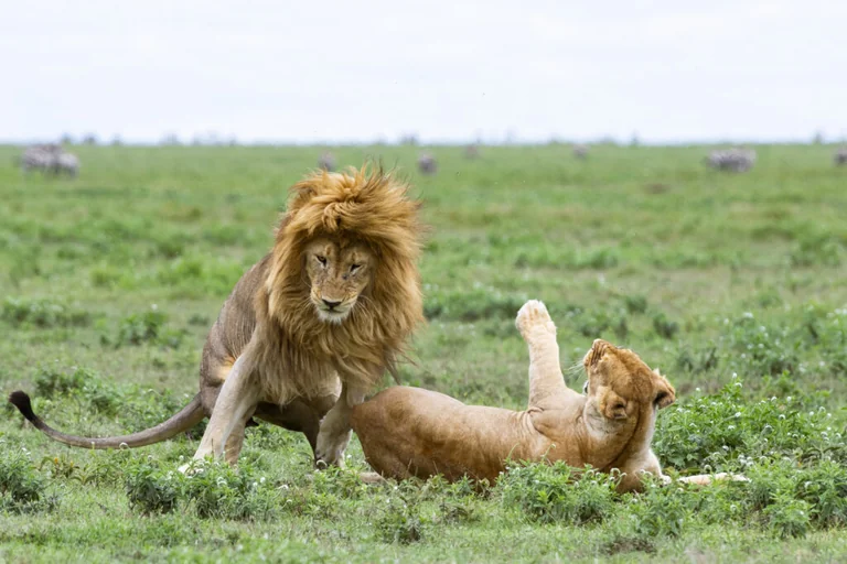Mati Kaal avab Tallinnas Serengeti lood: loeng on tasuta