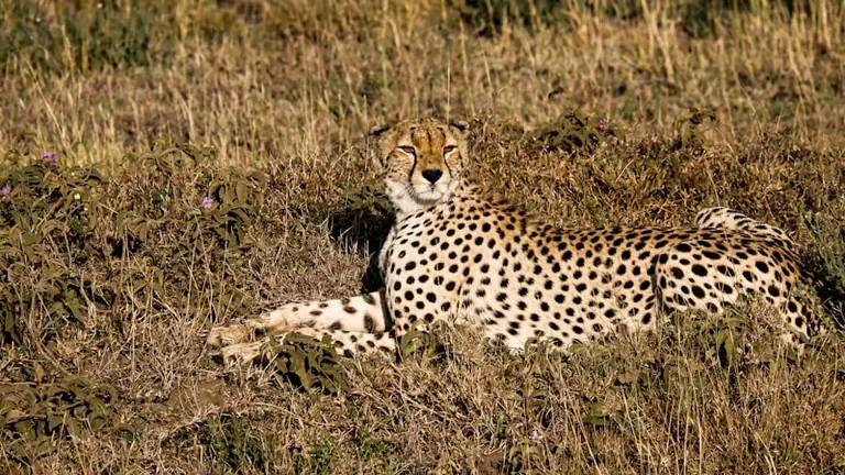 Mati Kaal avab Tallinnas Serengeti lood: loeng on tasuta