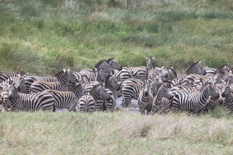 Mati Kaal avab Tallinnas Serengeti lood: loeng on tasuta
